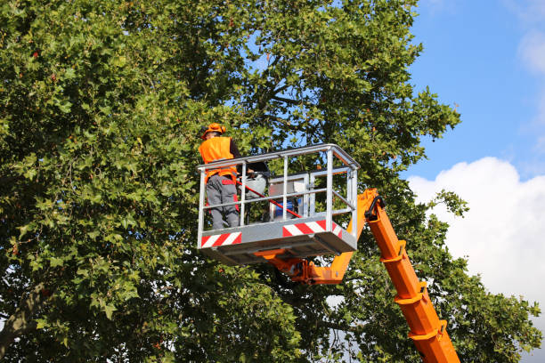 Best Tree Planting Services  in Vancouver, WA